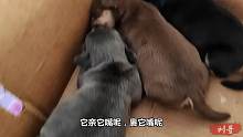 出生二十天的小恶霸开始走路了，走路的姿势太萌了