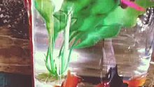 暖壶鱼缸