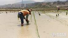 偶然看见栽秧的人们，决定去看看！原来这里栽秧用这种方法！