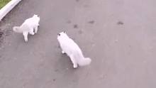 萝莉和猫总要选一个的吧？？