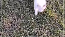 萝莉和猫总要选一个的吧？？？