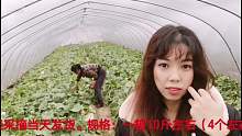 正宗上海南汇玉菇甜瓜！！！