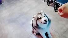 训犬师