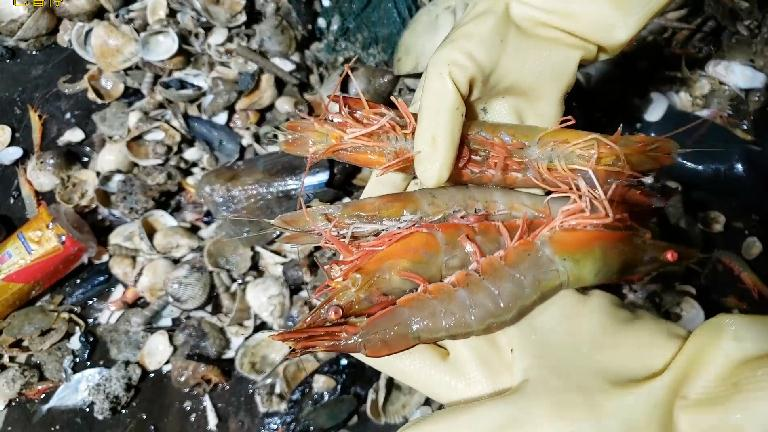 乡仔凌晨五点出海捕捞，捕捉十斤超大白虾、鱼、蟹、虾蛄，发财了