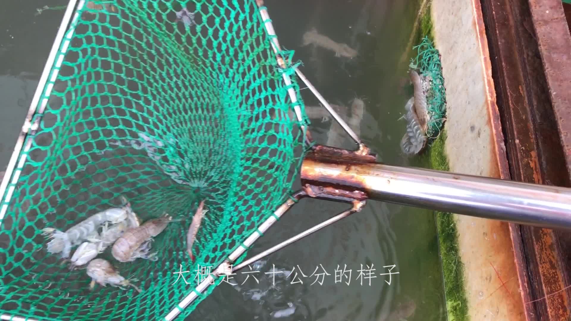 大年初二老张没出海，去了当地海鲜市场，价格比年前下降了很多