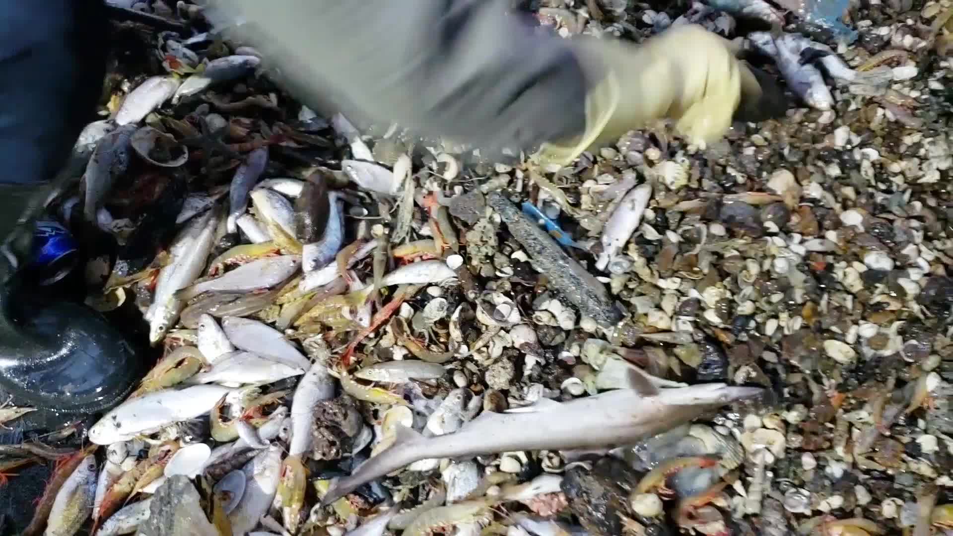 乡仔出海同时起两张网，一张网收获巨大带膏白虾，另一张网亏大了