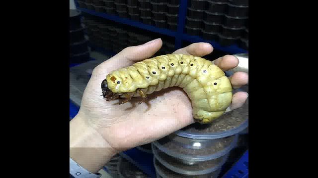 独角仙甲虫发酵木屑毛象长戟南洋大兜虫锹甲