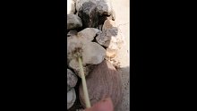 蒲公英