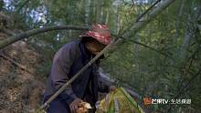 【YES小哥】小哥只身闯入竹林，寻找大自然的宝藏