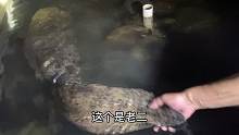 见过80斤的巨型娃娃鱼吗，三个人才抬出洞来，简直就是一条鳄鱼