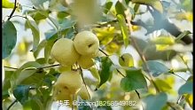 宁陵县石桥乡万亩梨园