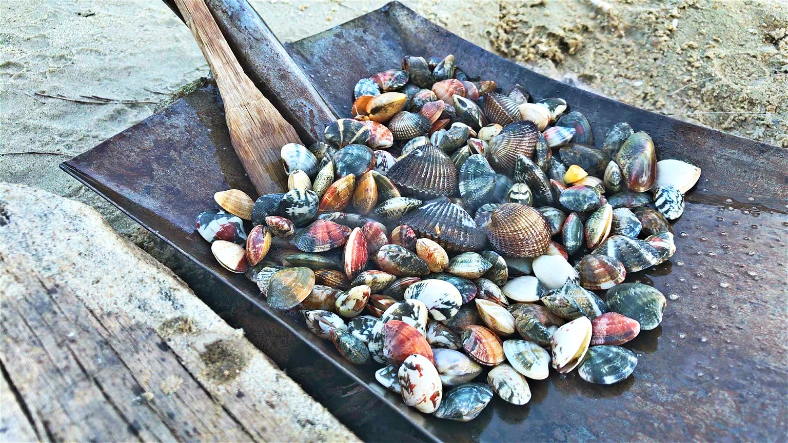 来到阳江的三丫寸赶海，挖到不少贝类，炒熟后真好吃
