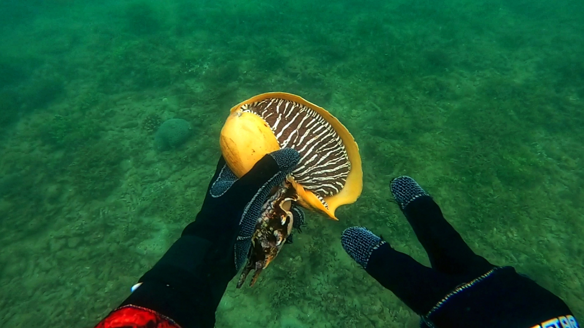 渔村小伙去小岛赶海，整个身体钻进石缝里，螃蟹真大