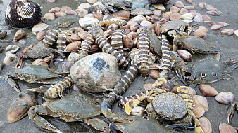 美食直播_美食视频解说直播_美食视频_虎牙直播