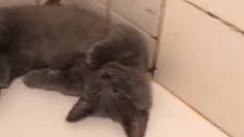 喜欢睡在洗手间的喵崽