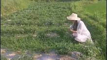 带你们到（羊岩梵希辣椒）原产基地