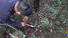 下雨后上山采枞树菌，拔开草丛一朵接一朵，今天真是赚大了