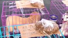 金毛灰桃去新家啦
