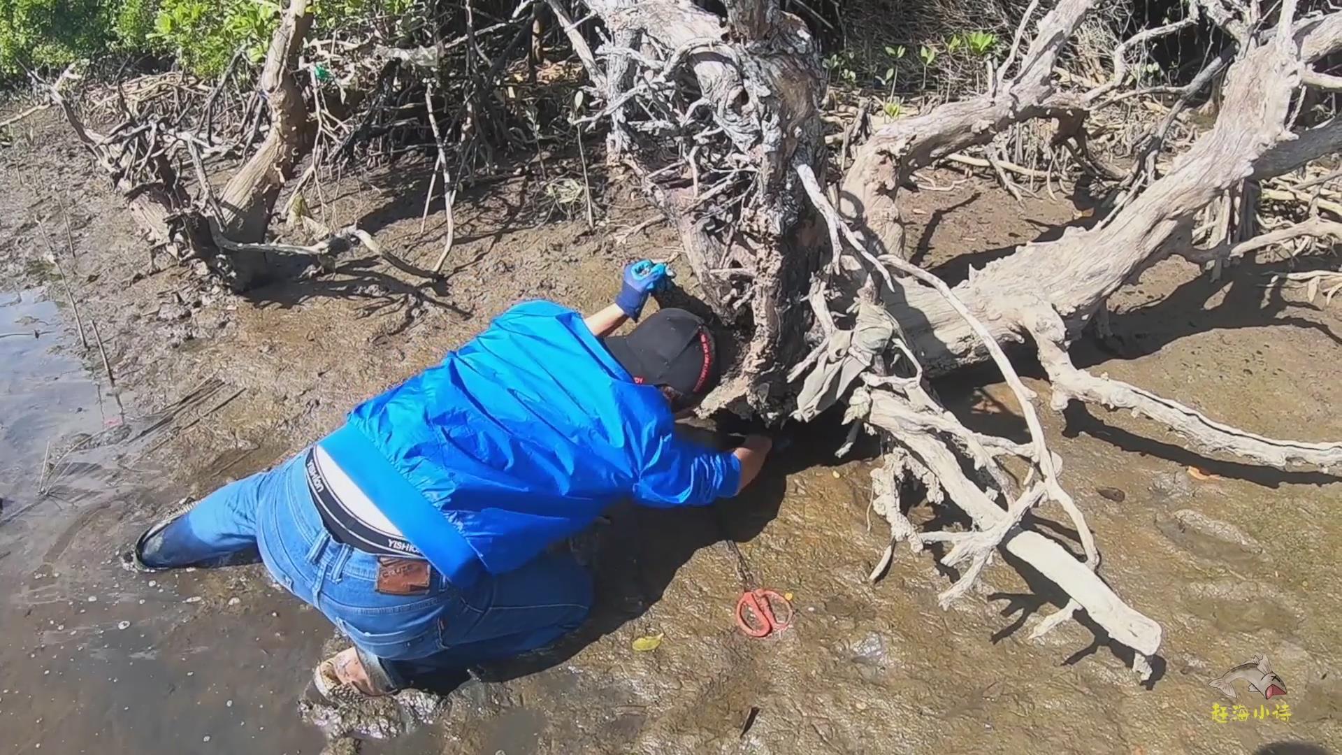 小伙红树林淤泥地赶海，烂木头下居然藏着大螃蟹，运气真好