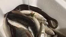 盲钓大法是这样钓鱼的