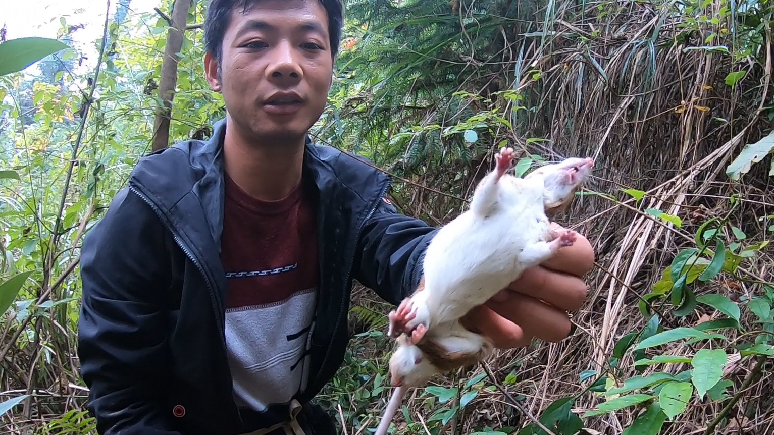 老罗和雨哥收老鼠夹，套住了一只黄背白肚的野货，两人笑坏了