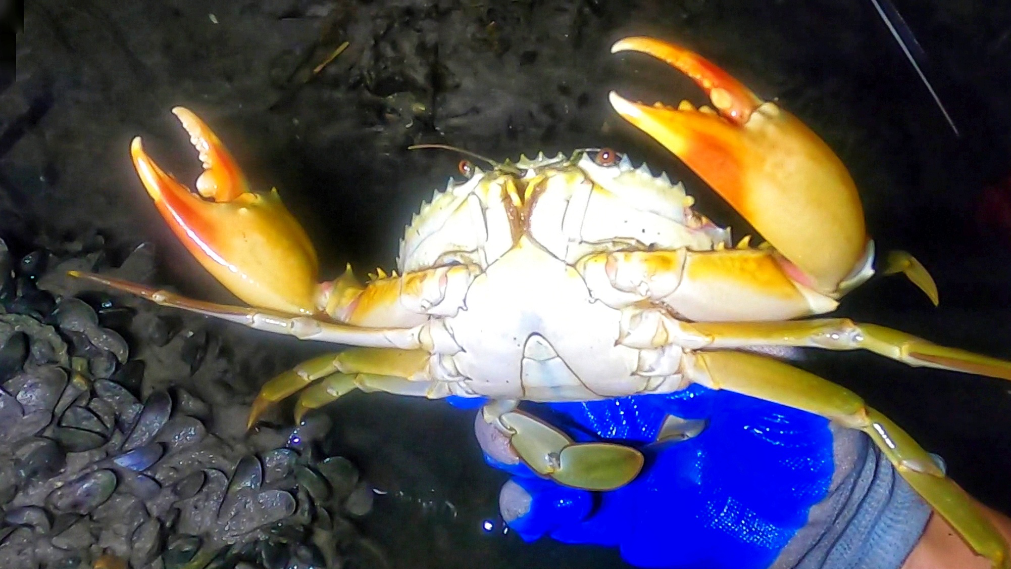 小诗赶海抓到一只肥到发黄的大青蟹，这种螃蟹最值钱，运气太好了