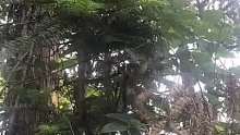 野生八月瓜、木通果，味道超甜超好吃