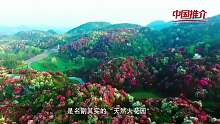 《中国推介》百里杜鹃：地球彩带 杜鹃王国