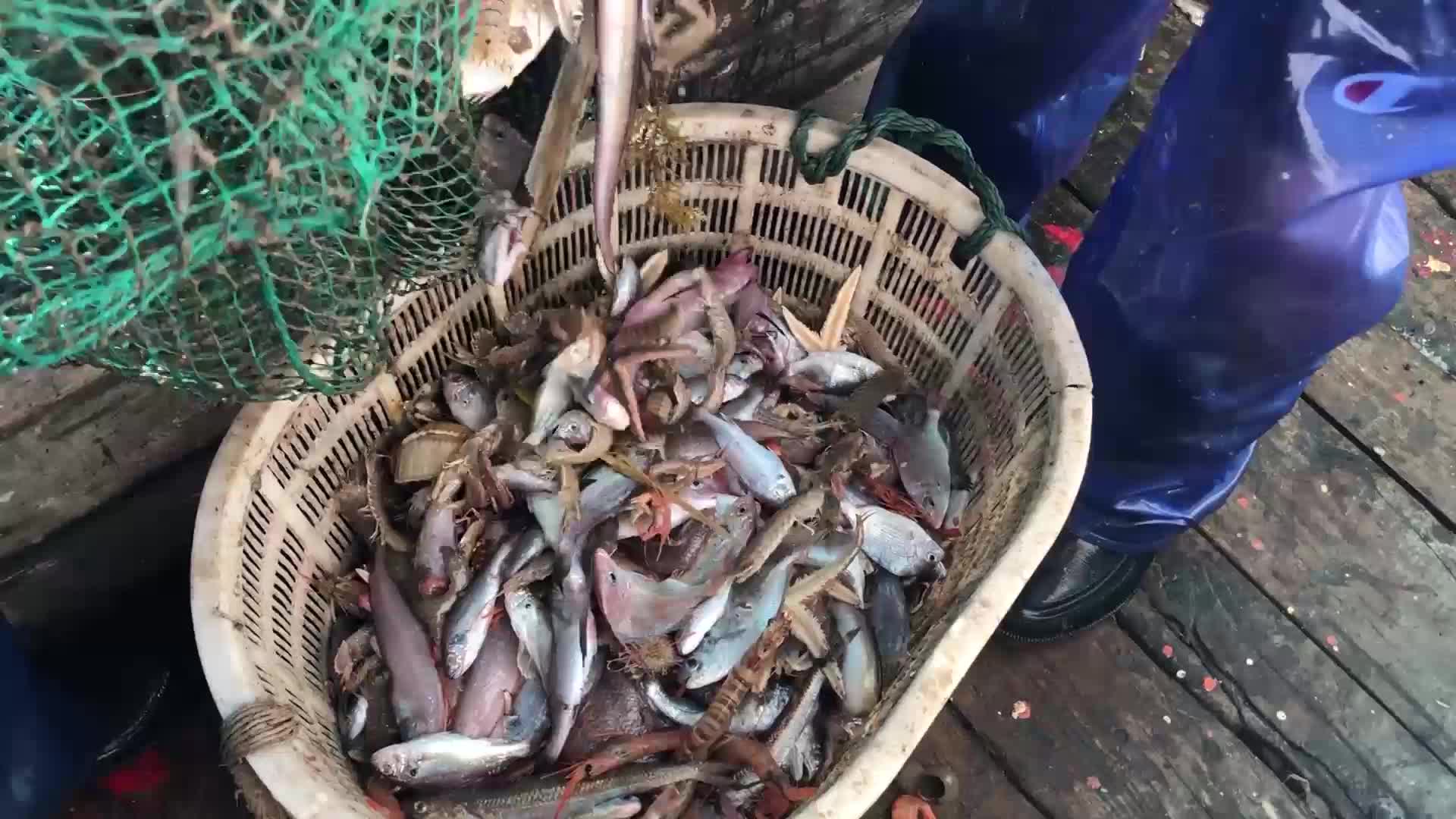 这回老张发了，大鳗鱼大章鱼，大鱼大虾好货不断的被捕获上来