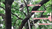 锅锅们吃的10批桂圆就是这样摘的