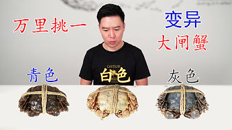 试吃万里挑一的白色大闸蟹，有钱都买不到，隔着壳都能看到蟹膏