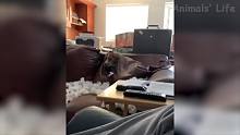 动物的迷惑行为