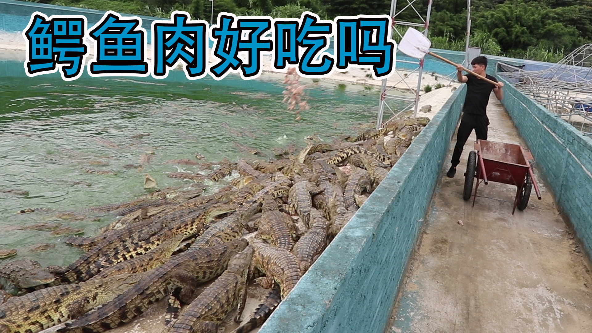 经常吃小龙虾，那你知道它们是怎么养殖的吗？养殖场用什么喂食呢