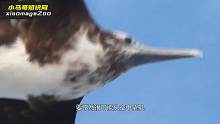 世界上最快的鸟，1小时418公里！超过高铁速度，连睡觉都在天上飞