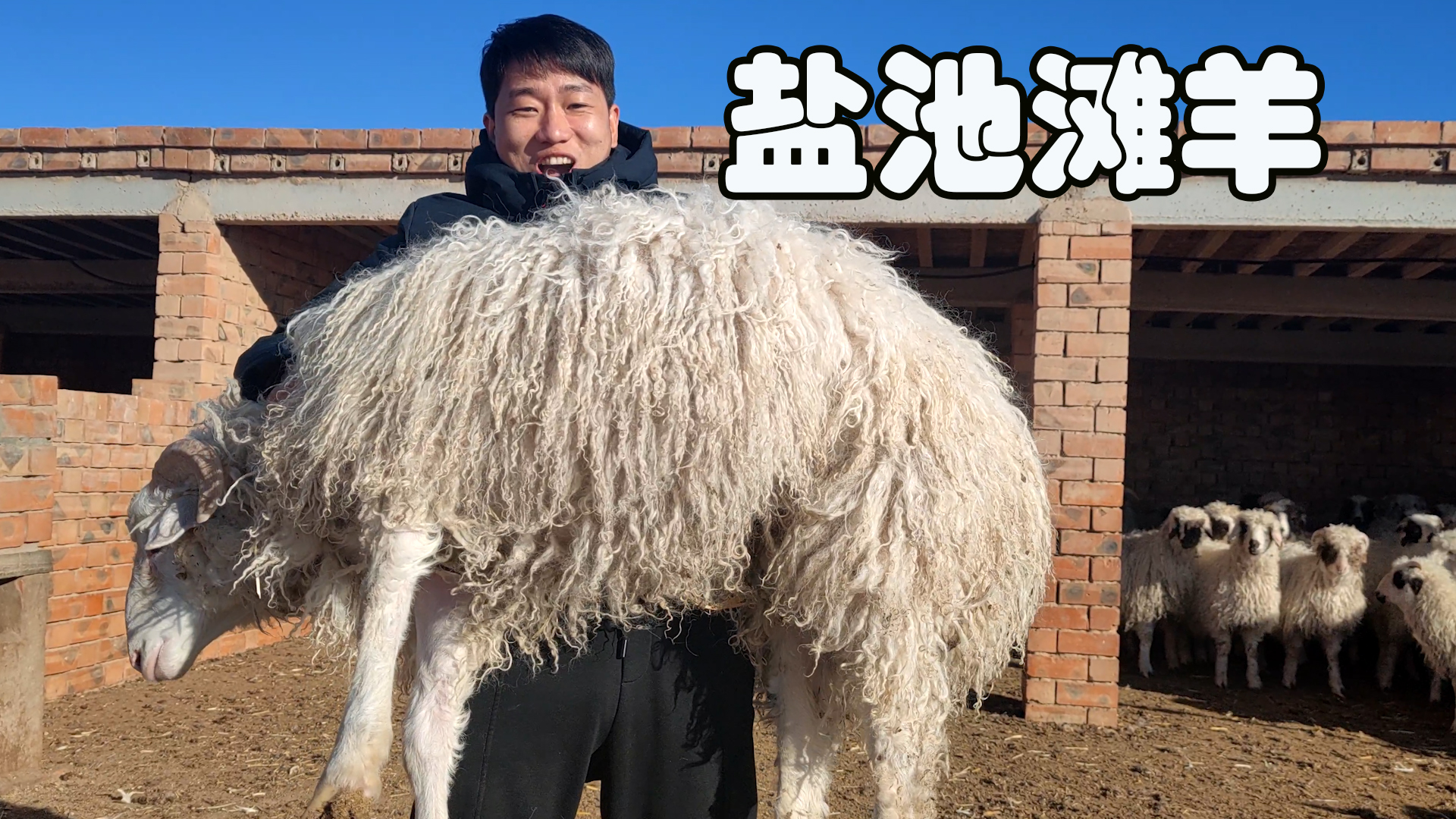 靓仔跑到每天要吃掉6000斤鸡头的鳄鱼养殖场喂鳄鱼，场面壮观