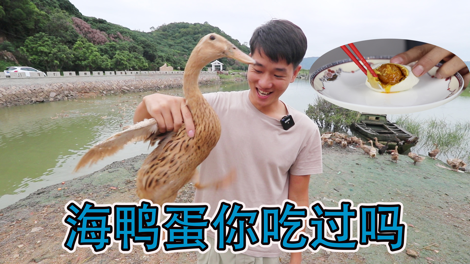 会流油就是真的海鸭蛋吗？靓仔带大家看看超会下蛋的鸭子有多可爱