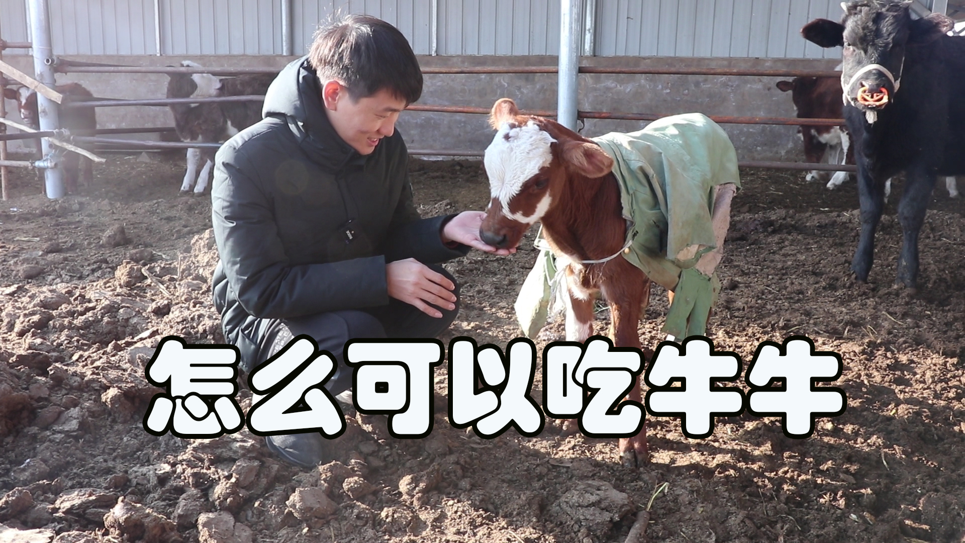 常被网友私信骂残忍？那这次不吃牛肉，捡点牛粪烤土豆总行了吧？