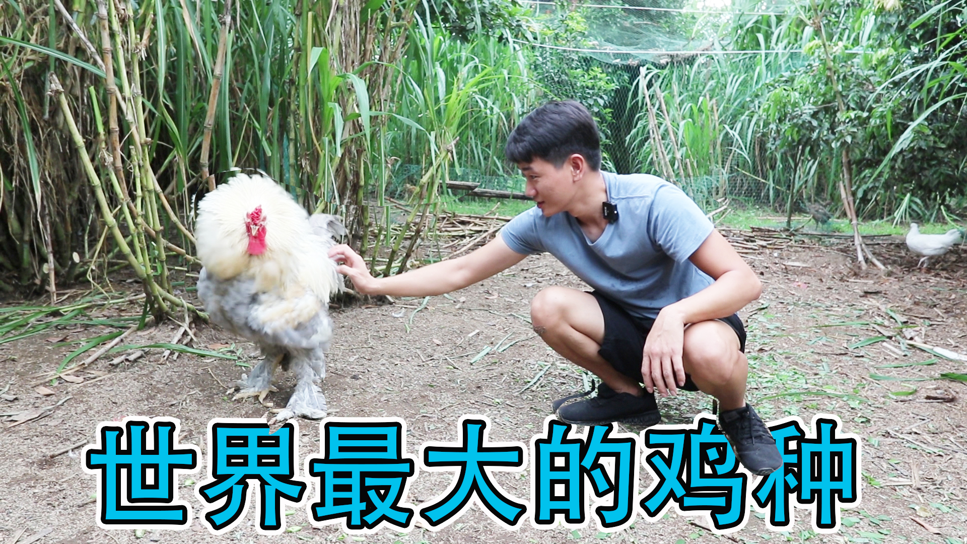 能卖到5000元以上的婆罗门鸡，真有网传的能长到1.2米？