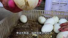 号称世界最大鹅！卤好后，单个头就能卖到上1000元