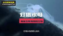 掌握“秽土转生”的动物！拥有不死之身，轻松活到10000岁！