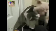 狗舔猫咪