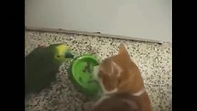 鹦鹉抢猫食盆