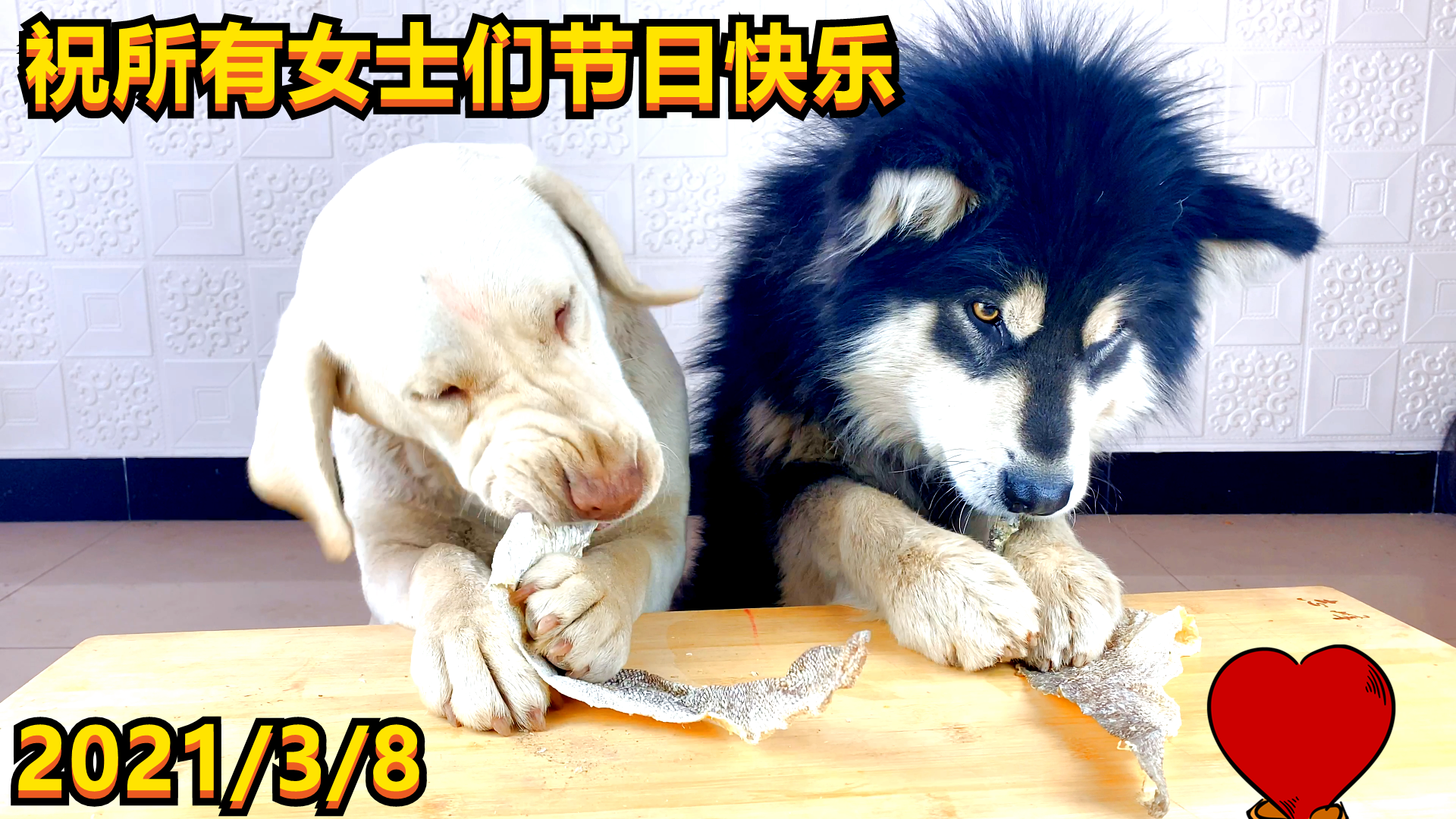 饿了一天的阿拉斯加犬 大壮，还是一如既往的慢，完全没有影响