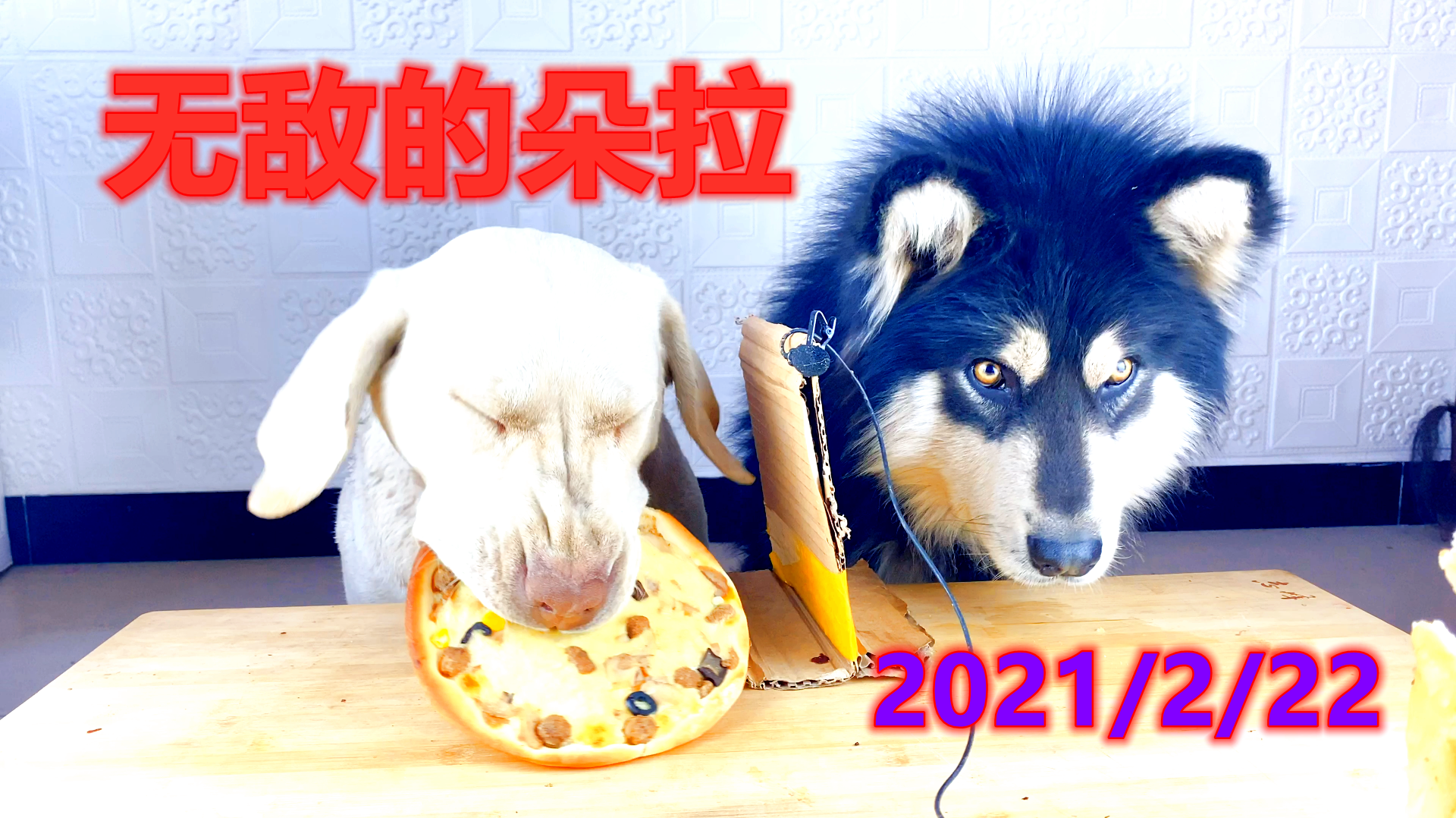 饿了一天的阿拉斯加犬 大壮，还是一如既往的慢，完全没有影响