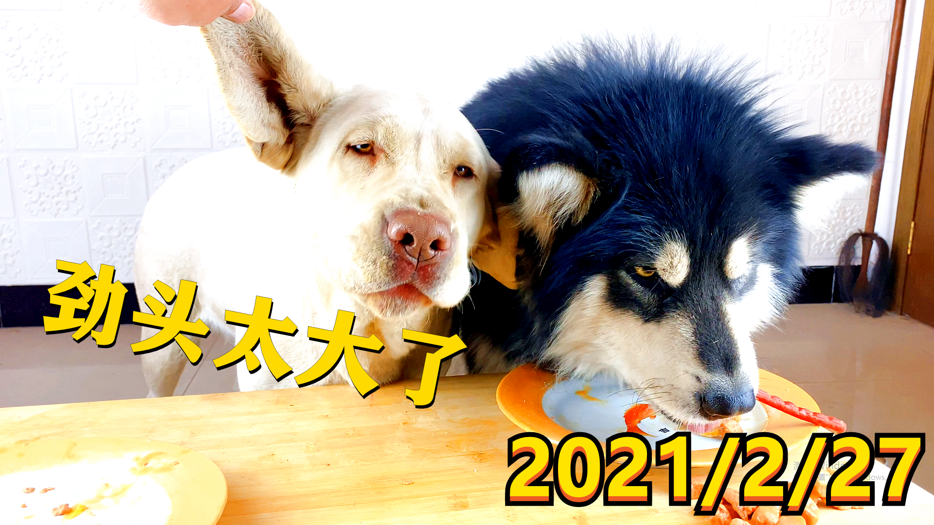 拉布拉多犬朵拉，你今天这是怎么了？