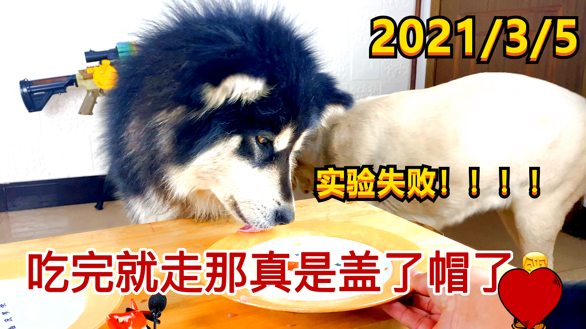 不会着急的阿拉斯加犬 大壮，“不着调”的铲屎官！