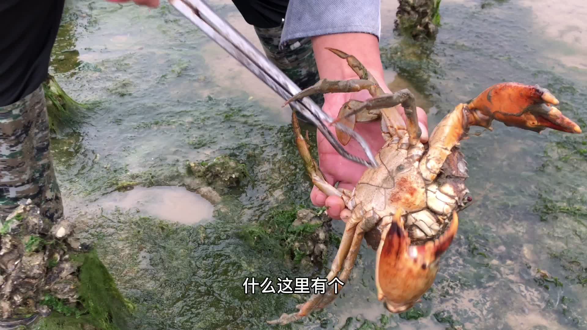 退潮后乱石滩现大量海货，阿兴一边抓一边捡，直接爆桶了