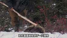 【北极求生10】大佬求生已经实现小康，菜鸟还在温饱线上挣