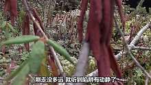 【北极求生01】 在生存一百天100万，新生存游戏拉开序幕