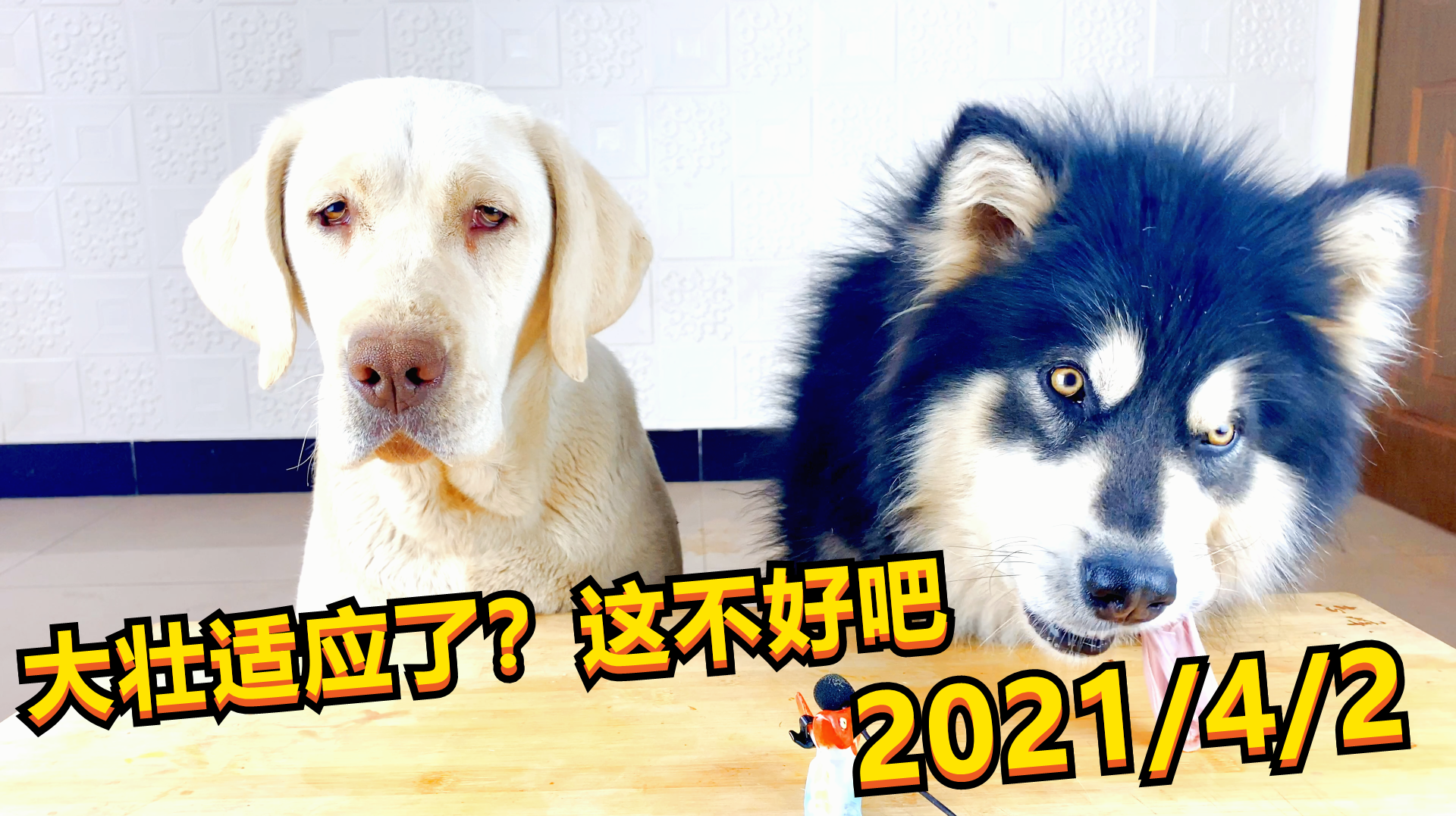 铲屎官也是第一次呀，10万人问，我也不知道呀，肚子是越来越大
